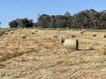 200 rolls wheat/rye hay