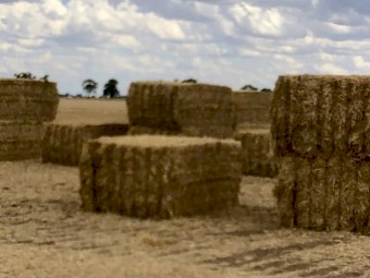 BARLEY STRAW HEADER TAILINGS 2023 Season 