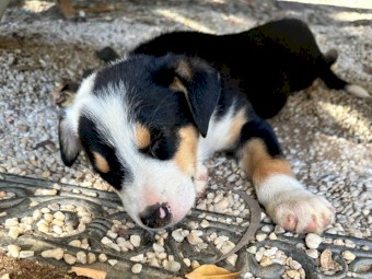 Border Collie X Puppies