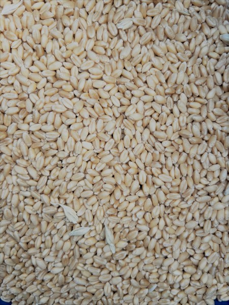 100 tn ASW wheat 