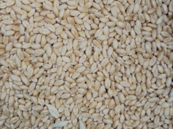 100 tn ASW wheat 