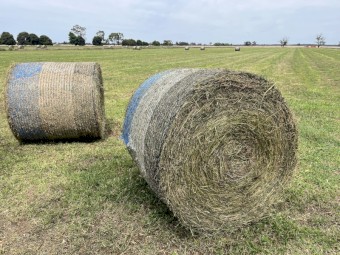 130 x Lucerne Silage 600kg Round Bales