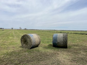 130 x Lucerne Silage 600kg Round Bales