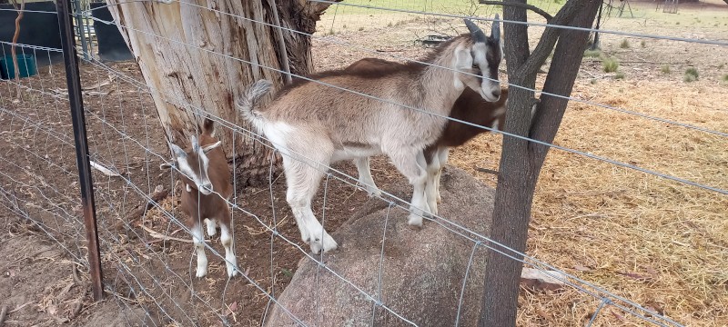 1 Saanen x Toggenburg Wether