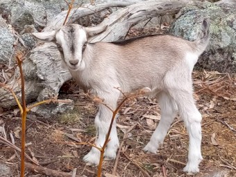 1 Saanen x Toggenburg Wether