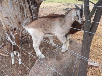 1 Saanen x Toggenburg Wether