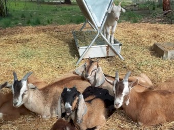 1 Saanen x Toggenburg Wether