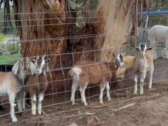 2 Toggenburg Wethers