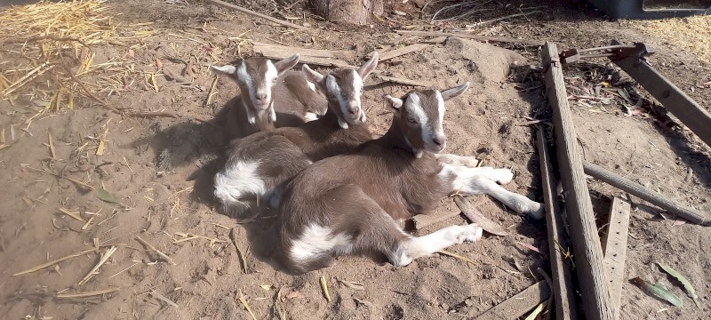 2 Toggenburg Wethers