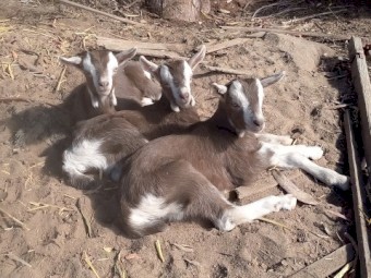 2 Toggenburg Wethers