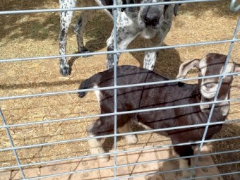 2 Toggenburg Wethers