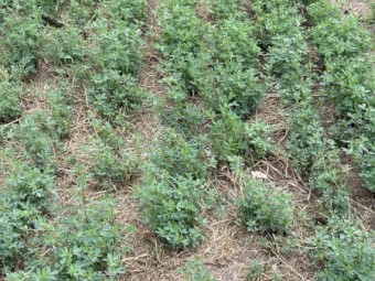 Lucerne Hay 4x4 rounds