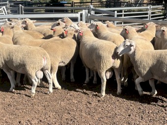 White Suffolk rams