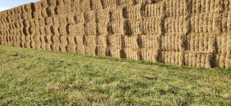 Fescue Straw