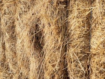 Fescue Straw