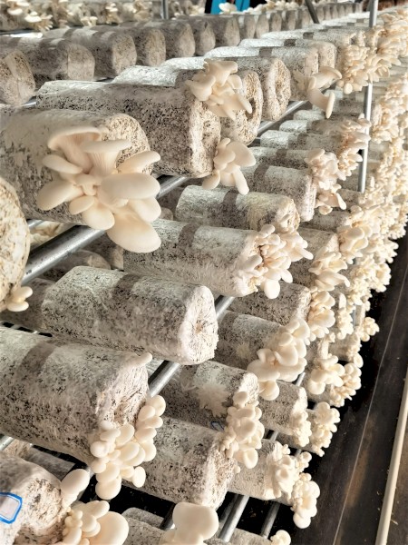 Purchase grain husk to use as mushroom substrate material