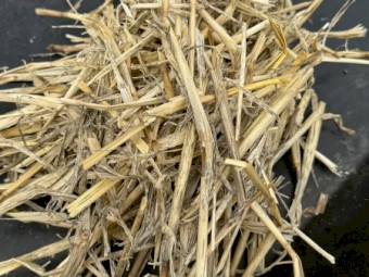 50T Barley Straw - 8x4x3 Bales 