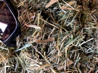 Organic Grass/Vetch Rounds