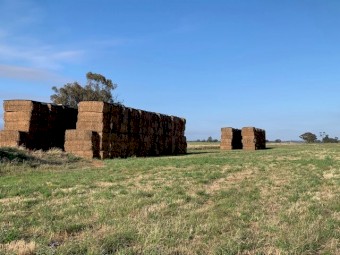 1100 bales x Vetch Hay 550kg 8x4x3 Bales