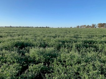 1100 bales x Vetch Hay 550kg 8x4x3 Bales