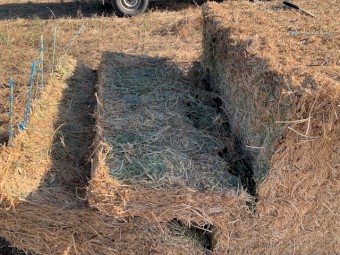 1100 bales x Vetch Hay 550kg 8x4x3 Bales