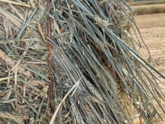 New Season Wheaten hay 8x4x3 Bales