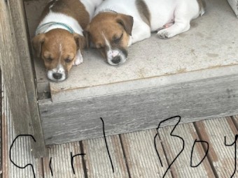 Jack Russell puppies