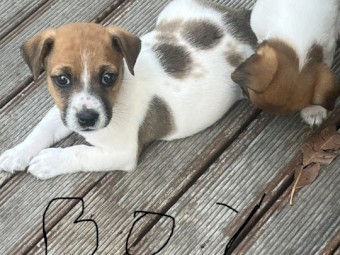 Jack Russell puppies