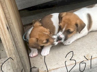 Jack Russell puppies