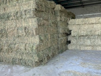 Lucerne rounds - Rhodes and Sorghum also available 