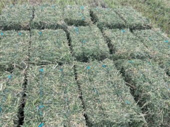 Lucerne rounds - Rhodes and Sorghum also available 