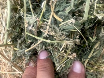 Lucerne rounds - Rhodes and Sorghum also available 