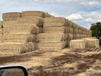 Wheaten straw header tailings