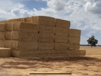 Wheaten straw header tailings
