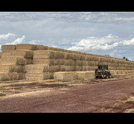Wheaten straw header tailings