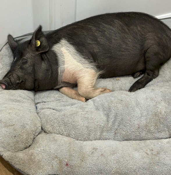 2022 Large Black Pig