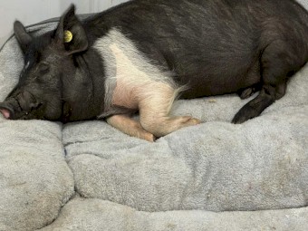 2022 Large Black Pig