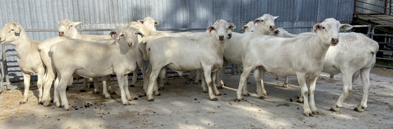 Australian White X KD White rams