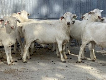 Australian White X KD White rams