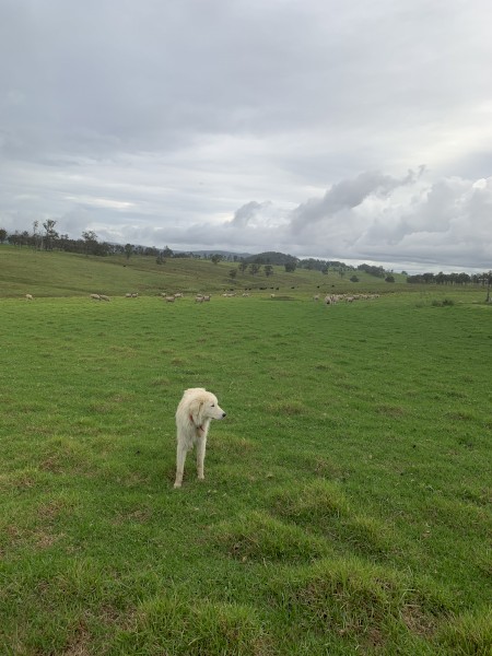 16 month old Marema Dog (desexed) 