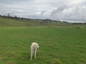 16 month old Marema Dog (desexed) 