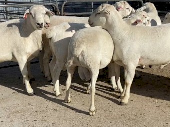Australian White Rams