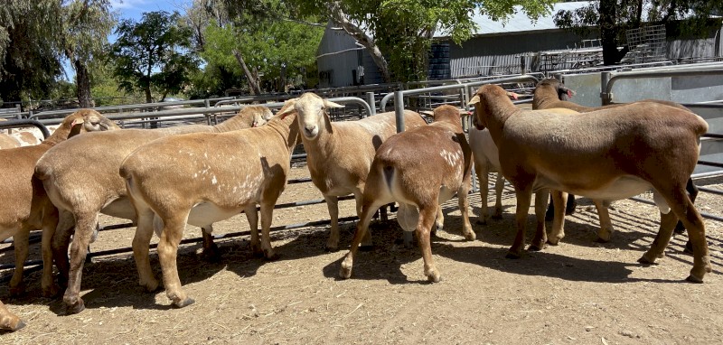Red Meatmaster / KD Reds