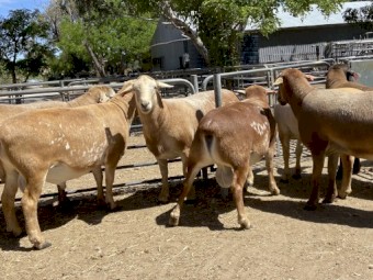 Red Meatmaster / KD Reds