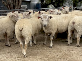 Charollais & Composite rams 