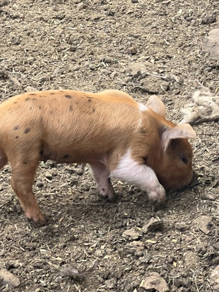 Australian Miniature Pigs - Free