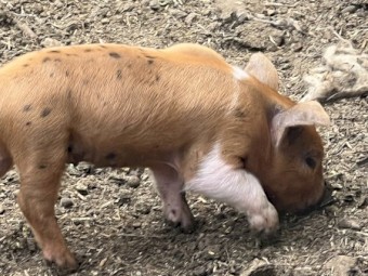 Australian Miniature Pigs - Free