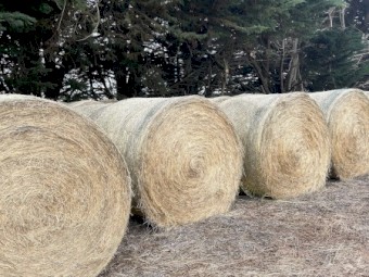 Round Bales Pasture Hay - Current 2023 Season
