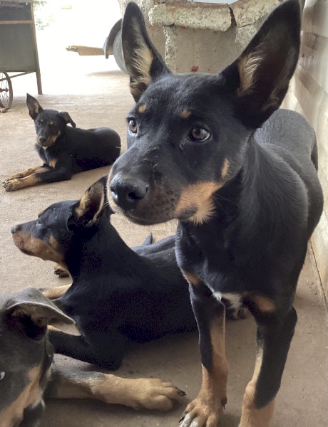 Kelpie pups
