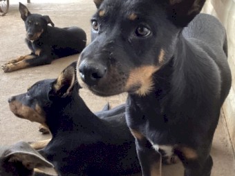 Kelpie pups